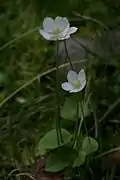 Parnassia palustris