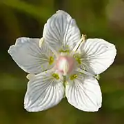 Fleur de Parnassie des marais.