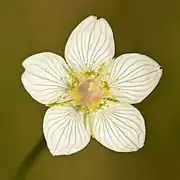 Une fleur de Parnassie des marais dans la tourbière de Niitvälja en Estonie.