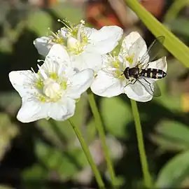 La parnassie des marais (Parnassia palustris).