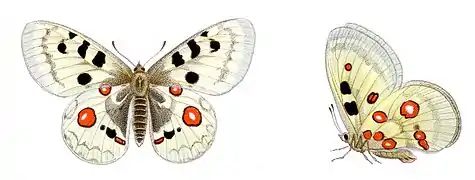 Illustration par le zoologiste allemand Jacob Hübner.