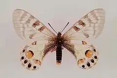 Parnassius charltonius  ♀