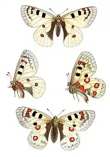 Dessin de Jacob HübnerParnassius phoebusssp sacerdos