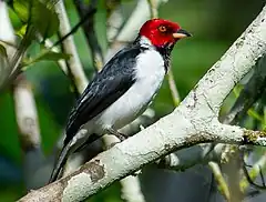 Description de l'image Paroaria gularis, Red-capped Cardinal (cropped).jpg.