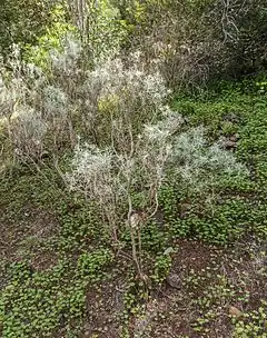 Description de l'image Parolinia platypetala - Jardín Botánico Canario Viera y Clavijo - Gran Canaria.jpg.