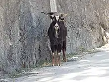 Un bouc galicien marron foncé