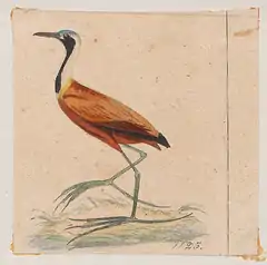 Description de l'image Parra albinucha - 1820-1863 - Print - Iconographia Zoologica - Special Collections University of Amsterdam - UBA01 IZ17500281 cropped.png.