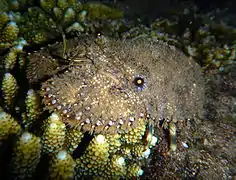 Une cigale de mer « savate » (Parribacus antarcticus)