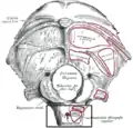 La face inférieure de l'os occipital.