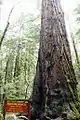 Sequoia Parson Jones, le + grand arbre de la réserve