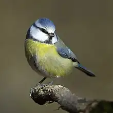 Photographie d'un petit oiseau gris, bleu et jaune-vert..