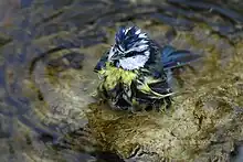 Photo d'une Mésange bleue prenant son bain.