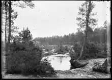 Paysage traditionnel de lagune en pinhada (cliché Félix Arnaudin)