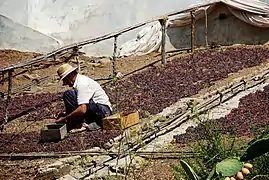 Passerillage hors souche à Málaga ; le séchage donne une couleur brun rouge au raisin blanc.