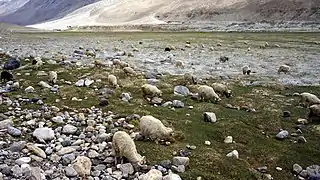 Chèvres Cachemire au bord d'un chemin.