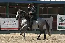 Cheval gris monté par un homme en costume sombre