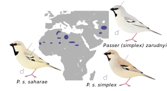 Répartition des différentes sous-espèces.