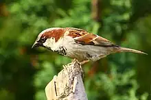 Un moineau mâle, de couleur brune, blanche et noire, perché sur un bout de bois.