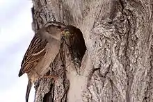 Un moineau devant son nid dans un tronc