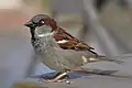 Un Pennaraptora actuel de la classe des oiseaux : le moineau domestique.