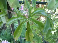 Feuille de Passiflora caerula