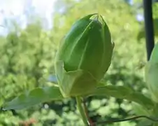 Bouton de Passiflora caerula