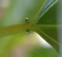 Paire de nectaires extra-floraux sur le pétiole d’une Passiflore, laissant perler des gouttes de nectar.