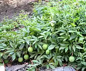 Fruits de la Passiflora incarnata.