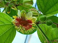 Passiflora holosericea.