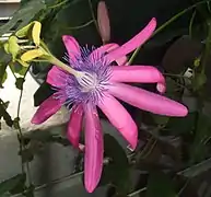 Fleur Passiflora kermesina