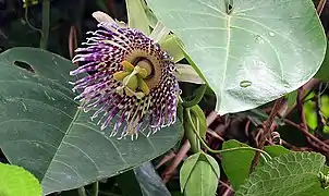 Passiflora ligularis en fleur.