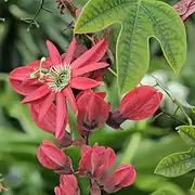 Passiflora racemosa