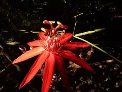 Passiflora vitifolia (P. à feuilles de vigne)