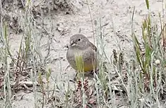 Sicale de Patagonie (Sicalis lebruni)