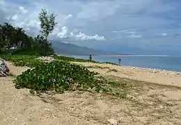 Pieds de « patates à Durand » (Ipomoea pes-caprae).