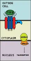 R-SMAD-coSMAD complex enters nucleus