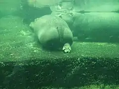 Vue sous l'eau des 4 doigts de la patte arrière d'un hippopotame signant son appartenance aux Artiodactyles.
