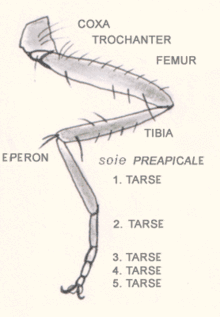 Diagramme d'une patte d'insecte - Le tibia est le quatrième segment