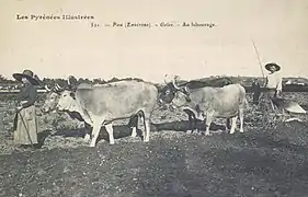 Photographie en noir et blanc d'un attelage bovins et de deux paysans.