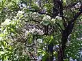 Paulownia fortunei (en).