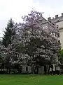 Paulownia tomentosa en fleurs.