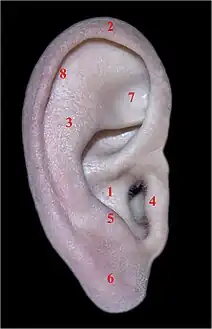 Parties de l'oreille droite humaine 1) Conque, 2) Hélix, 3) Anti-hélix, 4) Tragus, 5) Anti-tragus, 6) Lobule, 7) Fosse triangulaire, 8) Scapha.