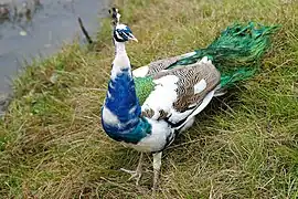 Pavo cristatus mutation panachée (mâle).