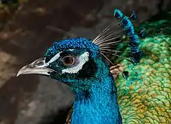 Un paon bleu de profil à La Palma (îles Canaries).