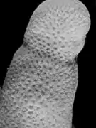 Pavona clavus