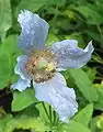 Goutte de pluie sur la fleur de pavot bleu