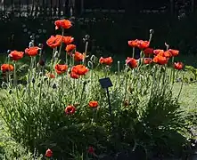 Pavots de Tournefort au Jardin des Plantes de Paris