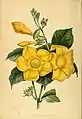 1841 - Allamanda cathartica par Joseph Paxton