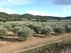 Une des nombreuses oliveraies des Mées.