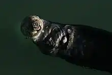 Loutre de mer sur le dos à la surface de l'eau, un bivalve entre les pattes dont elle est en train de se nourrir et un autre posé sur son ventre.